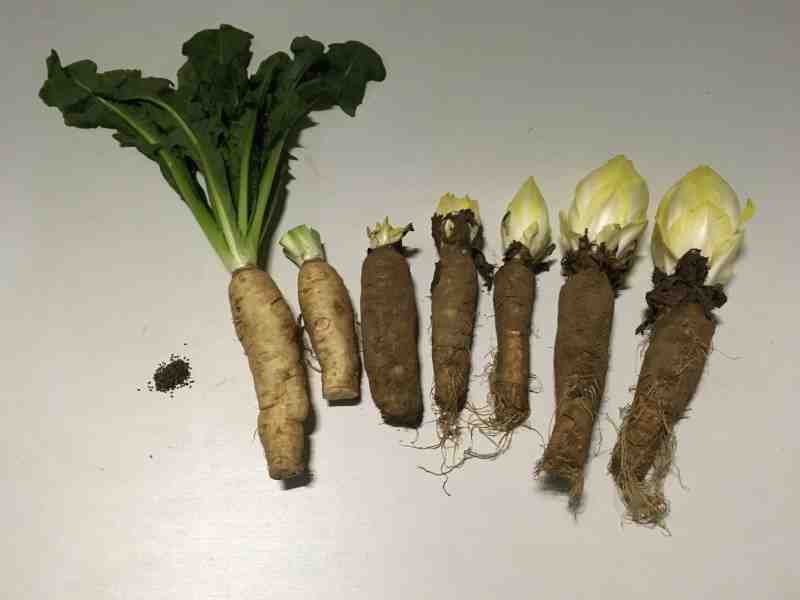 la, vie, de, endive